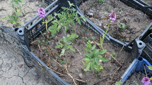 Karabüklü çift, özel izinle diktikleri salep orkidesinden 60 kilogram ürün elde etti