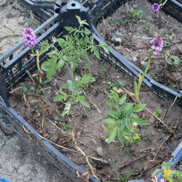 Karabüklü çift, özel izinle diktikleri salep orkidesinden 60 kilogram ürün...