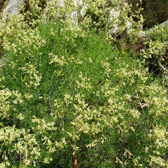Küre Dağları Milli Parkı'nda 80 kökten oluşan endemik bitki türü keşfedildi