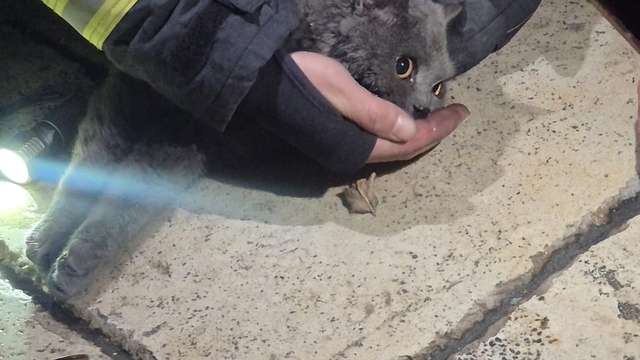 Kastamonu'da itfaiye ekipleri yangından kurtardıkları kediye kendi maskelerinden oksijen verdi