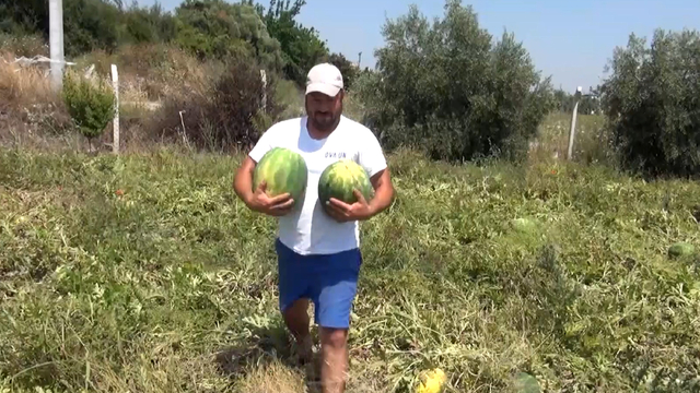 Tarladaki karpuzları vatandaşa ücretsiz dağıttı