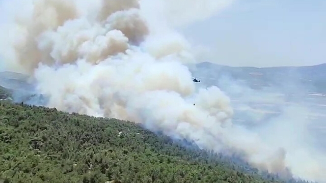 Manisa'da orman yangını