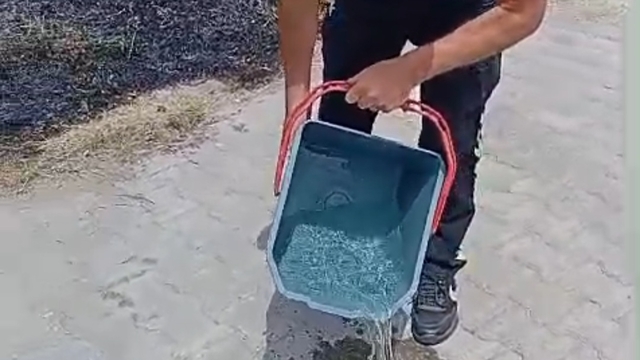 Yanan otların arasından kaplumbağayı kurtardılar