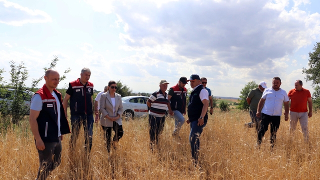 Edirne'de dolu 10 bin dekar buğday ve ayçiçeği tarlasına zarar verdi