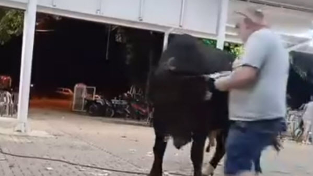 Para atarken boğanın boynuz darbesiyle havaya fırladı