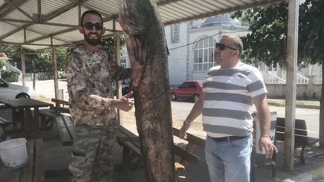 Meriç Nehri'nde 80 kilo ağırlığında yayın balığı yakaladı
