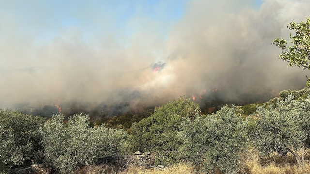 Aydın'da orman yangını