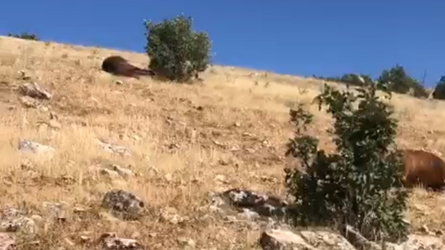 Batman'da silahla vurulmuş halde 7 yılkı atı bulundu