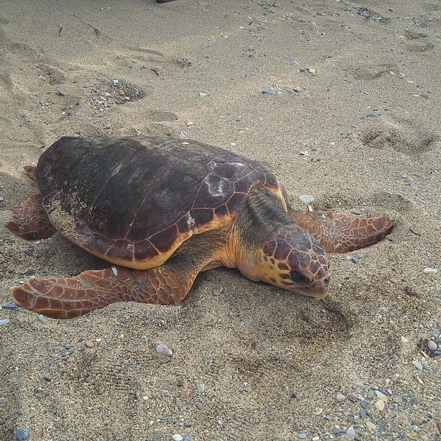 Caretta caretta 'Güzel İzmir'in sinyali, Gazze açıklarında kesildi