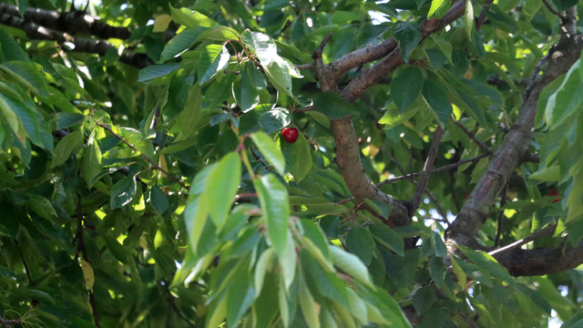 Kirazdaki rekolte kaybı vişnede de bekleniyor
