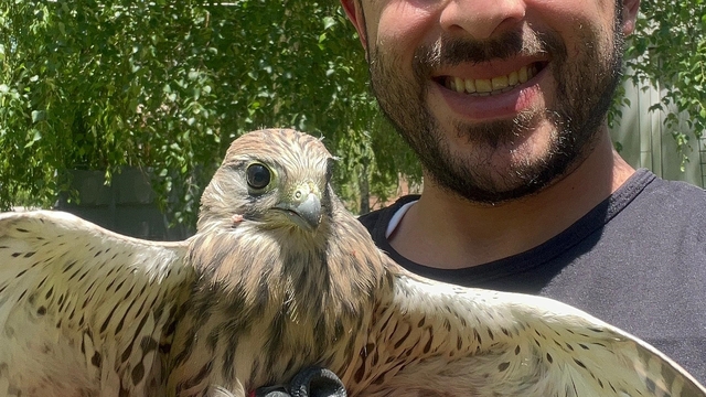 Erzurum'da bitkin bulunan kerkenez bakımının ardından doğaya bırakıldı