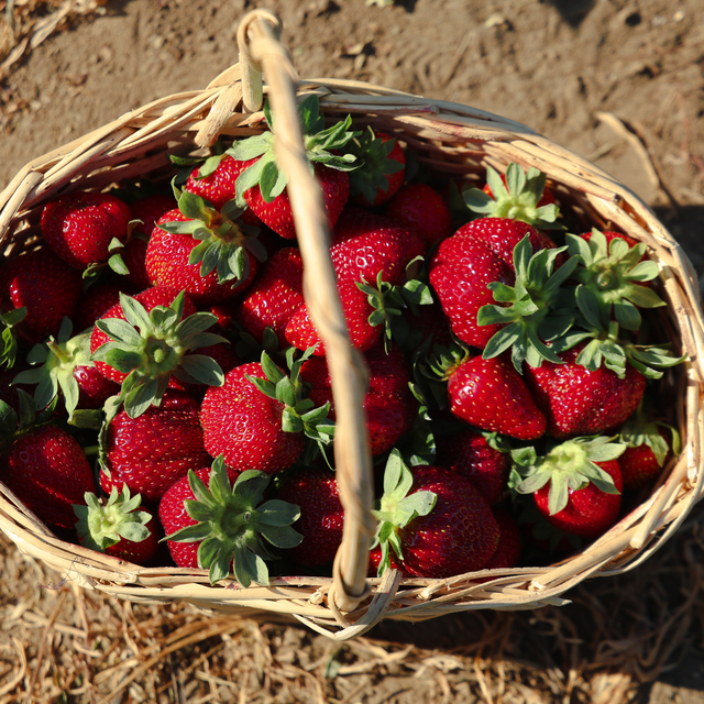 Otomasyon mühendisi, babasına yardım amacıyla başladığı çiftçilikte organik...