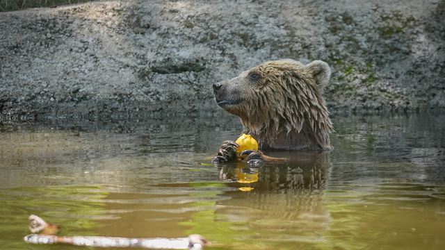 Bursa'daki ayı barınağının sakinleri sıcak havalarda özel gıdalarla besleniyor
