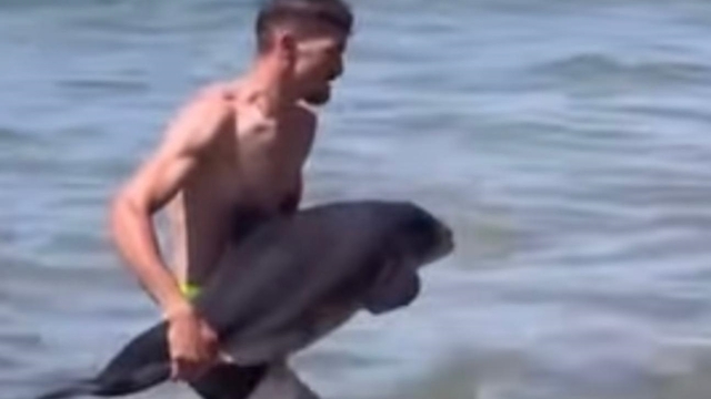 Kıyıya vuran yaralı yavru yunus denize bırakıldı