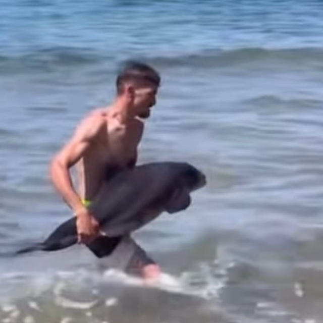 Kıyıya vuran yaralı yavru yunus denize bırakıldı