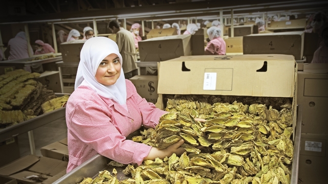 Tütün ve tütün mamulleri ihracatı 7 yıl sonra 1 milyar doları aştı