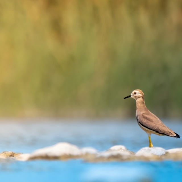 Antalya'da 220 kuş türü gözlemlendi