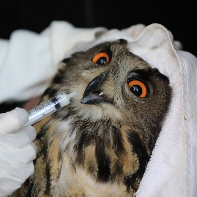 Yaralı puhu, tedavisinin ardından doğaya bırakıldı