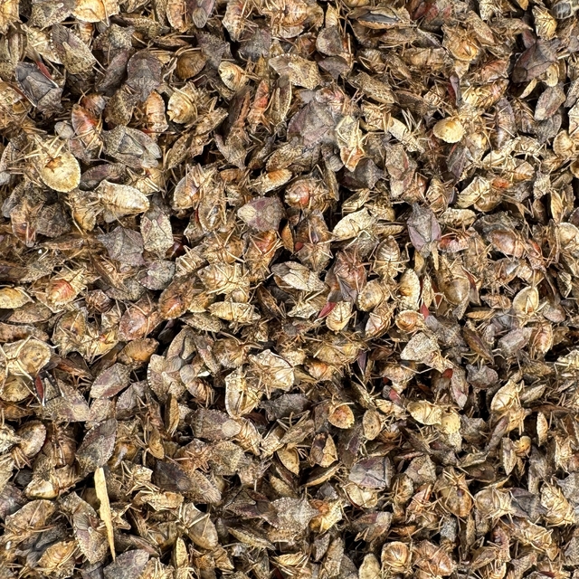 Artvin'de kahverengi kokarcayla mücadele edecek samuray arıları doğaya salı...