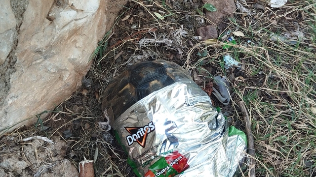 Muğla'da cips ambalajına sıkışan kaplumbağayı temizlik işçileri kurtardı