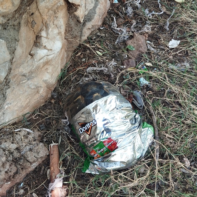 Muğla'da cips ambalajına sıkışan kaplumbağayı temizlik işçileri kurtardı