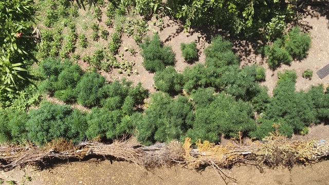 Osmaniye'de evinin bahçesinde Hint keneviri yetiştiren şüpheli gözaltına alındı