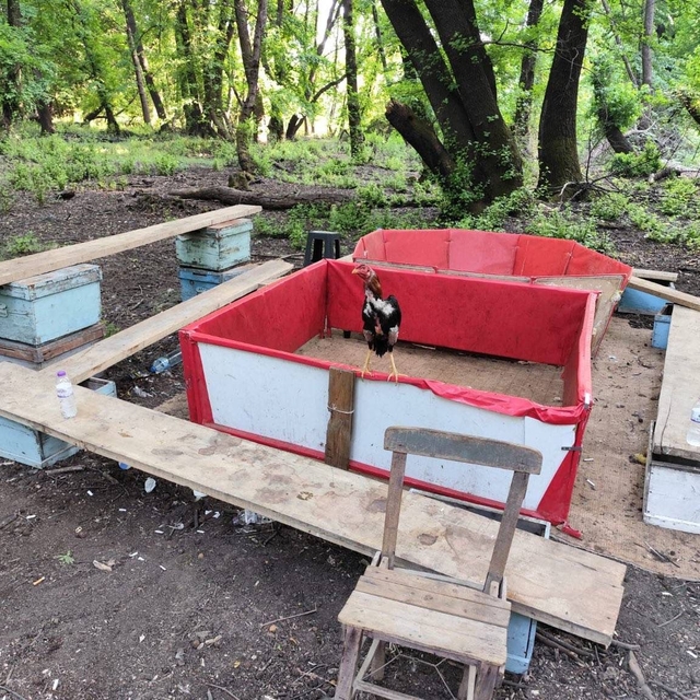 Muğla'da bahisli horoz dövüşüne baskın; hayvanları koruma derneği başkanı v...