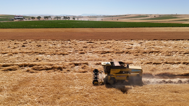 Uşak'ta kuraklığa dayanıklı arpa ve buğday tohumlarının ekili olduğu tarlalarda hasat yapıldı