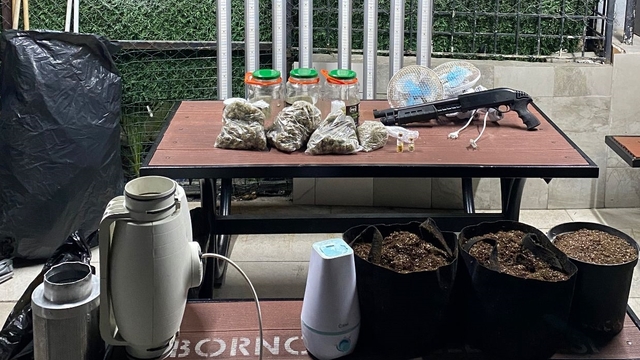 İzmir'de evindeki serada uyuşturucu imal eden şüpheli yakalandı