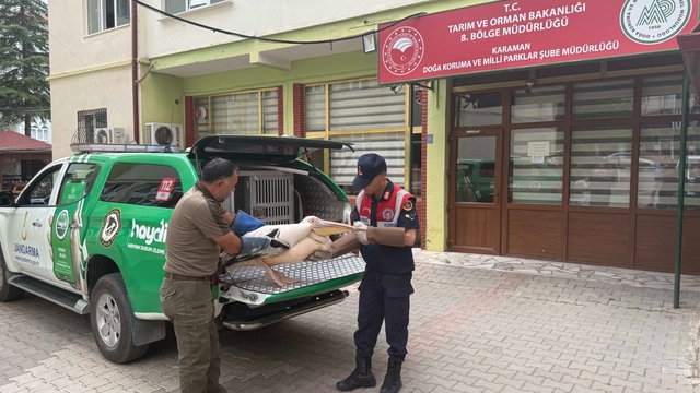 Karaman'da tedavisi tamamlanan pelikan doğaya salındı