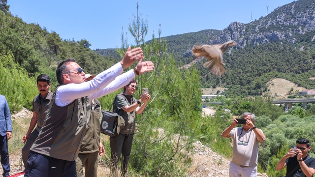 Bilecik'te 300 kınalı keklik doğaya bırakıldı