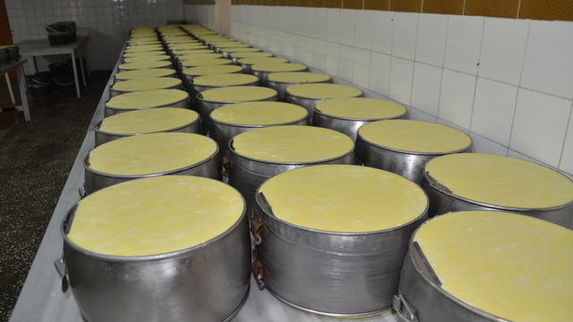 Muş'ta üretilen eski kaşar peyniri ülkenin dört bir yanına pazarlanıyor