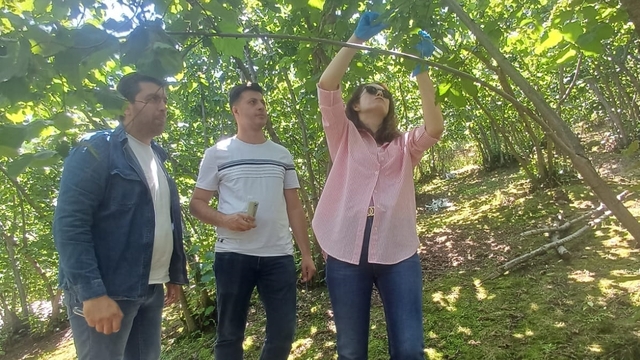 Yağlıdere'de kahverengi kokarcayla mücadele için samuray arıları doğaya bırakıldı