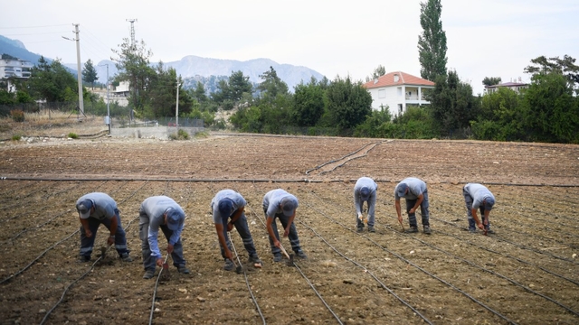 Konyaaltı Belediyesi çandır fasulyesinin ekimini yaptı