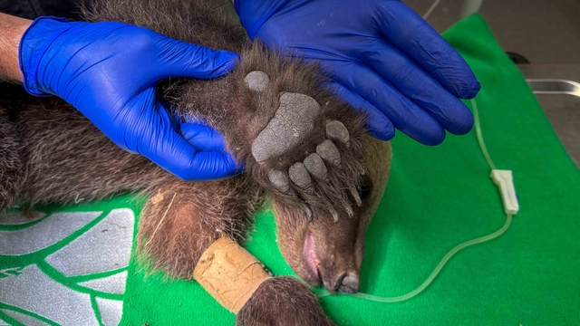 Sakarya'da bitkin halde bulunan boz ayı Ormanya'da tedavi altına alındı