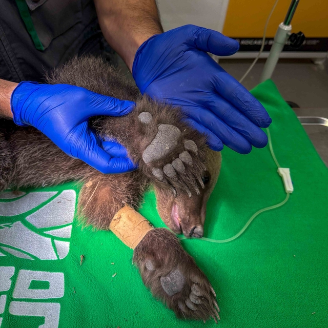 Sakarya'da bitkin halde bulunan boz ayı Ormanya'da tedavi altına alındı