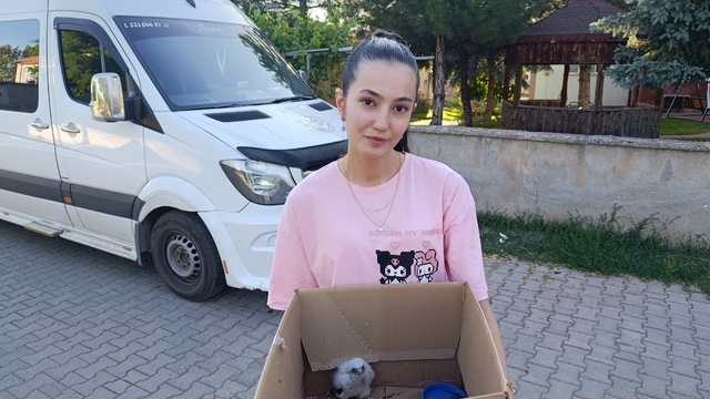 Sivas'ta bulunan yavru kızıl şahin koruma altına alındı