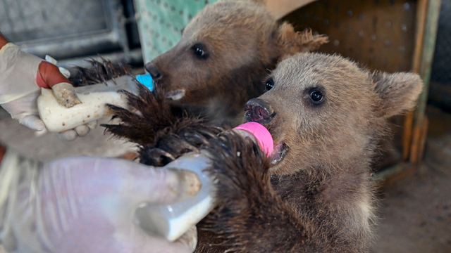 Tarsus Doğa Parkı, yeni yavrularla renklendi