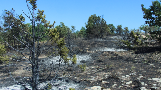 Kırklareli'nde ceviz bahçesinde çıkan ve ağaçlık alana sıçrayan yangın söndürüldü