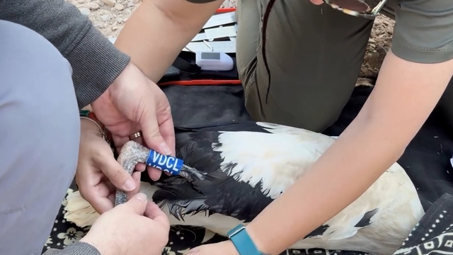 Yaren leyleğin yavruları halkalandı; göç yolculukları izlenecek