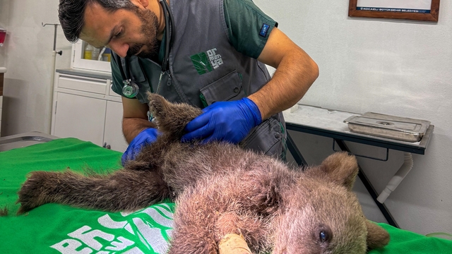 Bitkin halde bulunan yavru bozayı tedavi altına alındı