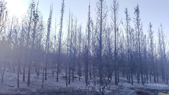 İzmir'de orman yangını (5)