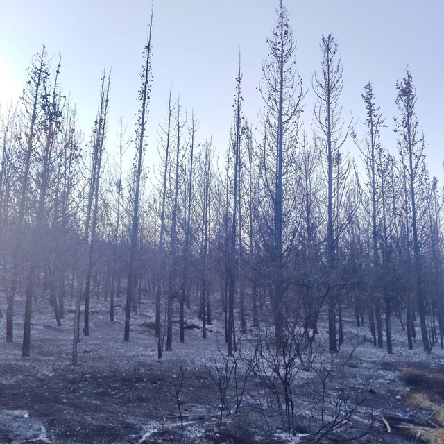 İzmir'de orman yangını (5)
