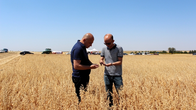 Kırklareli'nde deneme ekimi yapılan yerli yulaf çeşitleri hasat edildi