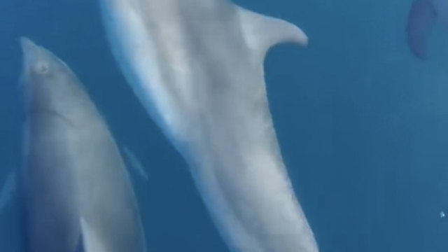 Teknesinin önünde yüzen yunusları görüntüledi