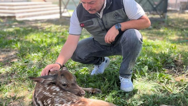Yaralı geyik yavrusunu devriye gezen orman ekibi kurtardı