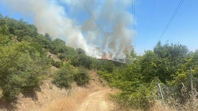 Bursa'da orman yangını
