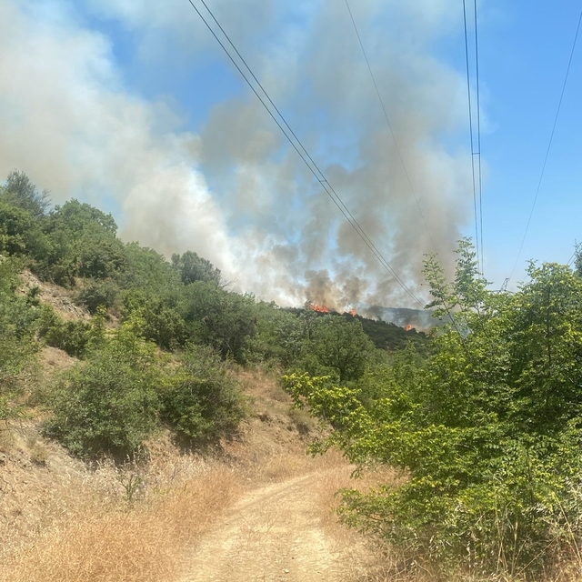 Bursa'da orman yangını