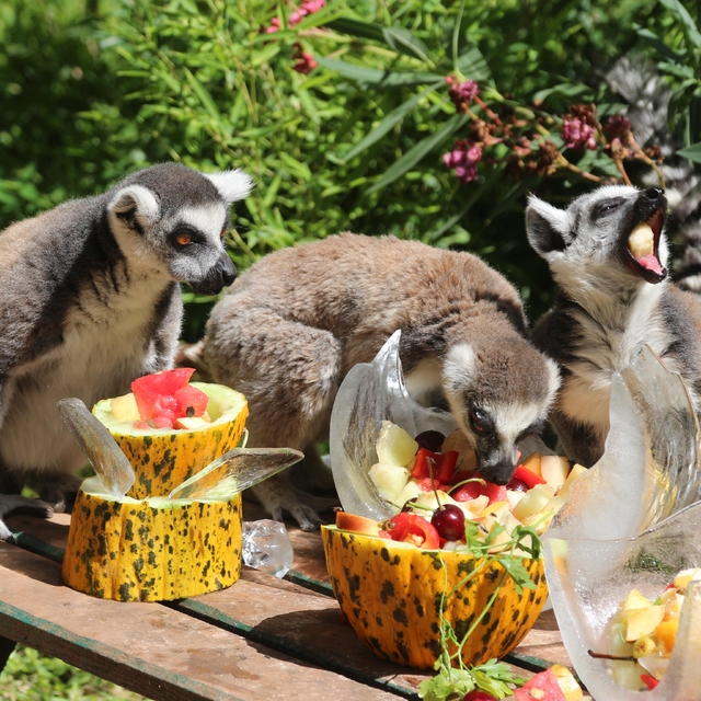 Bunaltıcı havada hayvanlara özel 'buzlu serinlik'
