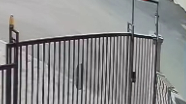 Köpeğini gezdiren kadına, sokak köpekleri saldırdı; o anlar kamerada